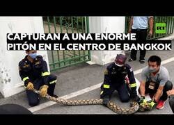 Enlace a Atrapan a una pitón que andaba suelta por el centro de Bangkok