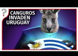 Enlace a ¿Qué pasaría si 47 millones de canguros invaden Uruguay?