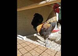 Enlace a A una gallina le da algo al no dejar de cacarear sin respirar