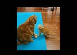 Enlace a ¿Qué ocurre cuando un gato pierde la paciencia con un gatito?