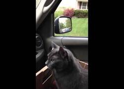 Enlace a Un gato pregunta: '¿dónde vamos?', mientras se lo llevan al veterinario