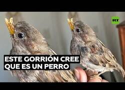 Enlace a El gorrión que se comportaba como un perro