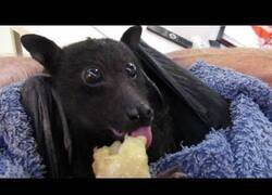 Enlace a Un murciélago comiendo una banana es lo más adorable que verás hoy