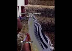 Enlace a Mi madre encontrando mi zapatilla
