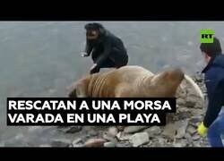 Enlace a Rescatan a una morsa varada en una playa rusa