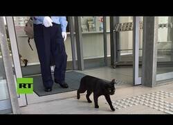Enlace a Gatos intentan entrar en un museo de Japón durante dos años
