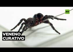 Enlace a El veneno de esta araña podría salvar vidas