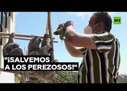 Enlace a Esta pareja venzolana se dedica a salvar osos perezosos