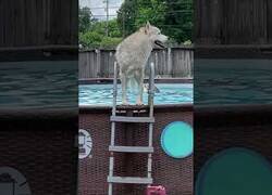 Enlace a Así se divierten estos huskies en la piscina