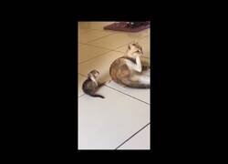 Enlace a Un gatito intenta copiar todo lo que hace su madre