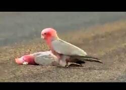 Enlace a Una cacatúa se despide con un beso de su pareja fallecida