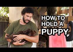 Enlace a Cómo sostener a un cachorrito