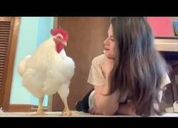 Enlace a El gallo que creía ser un perro