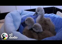 Enlace a Polluelos de cisne se reencuentran con sus padres