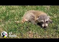 Enlace a Una mamá mapache se reencuentra con sus crías