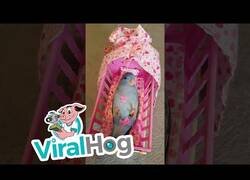 Enlace a El periquito al que le gustaba ser tratado como un bebé