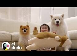 Enlace a ¿Para qué contratar una niñera teniendo perros?