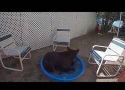 Enlace a Un oso se relaja en una pequeña piscina