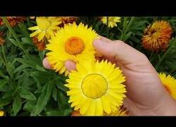 Enlace a Girasol que cruje al aprentarlo, increíble