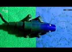 Enlace a Crean un camaleón artificial que cambia de color como los reales