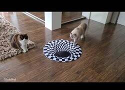 Enlace a Gatos versus ilusión óptica, lo flipan