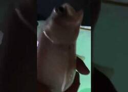 Enlace a El pez que eructa como Barnie