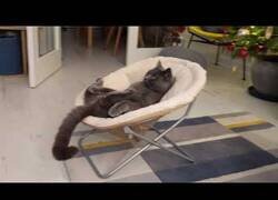 Enlace a Gato flipando mirando Tom & Jerry