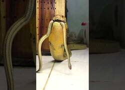 Enlace a Así suena una cobra enfurecida