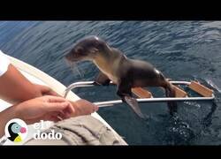 Enlace a Un león marino herido pide ayuda a unos navegantes