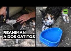 Enlace a Reaniman a dos gatitos que salieron heridos de un incendio
