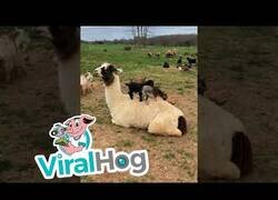 Enlace a Crías de cabra juegan con una llama como si fuese un trampolín