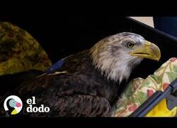 Enlace a Rescatistas ayudan a un águila calva a volver a volar