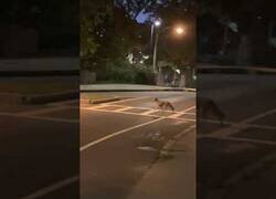 Enlace a Un coyote respeta el paso de peatones mejor que muchos humanos
