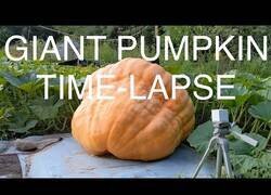 Enlace a El Time-Lapse del crecimiento de una calabaza gigante