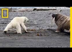 Enlace a Una madre de oso polar hambrienta comprueba si una morsa está viva