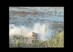 Enlace a Un cocodrilo se come un dron