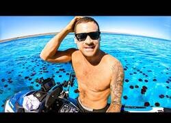 Enlace a Nadando entre 100.000 medusas