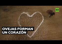 Enlace a Pastor consigue que sus ovejas formen un corazón gigante visto desde el cielo