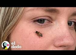 Enlace a Mientras todos huimos de las abejas, ella las busca
