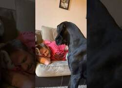 Enlace a El perro más asustadizo del mundo