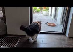 Enlace a ¿Podemos engañar a nuestros gatos con un pájaro falso?