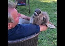Enlace a Cantando a un pequeño burro para que se duerma