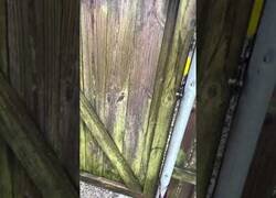 Enlace a Un árbol parece respirar tras el paso de un huracán