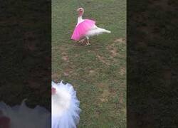 Enlace a Alguien tuvo la genial idea de poner tutús a unos pavos