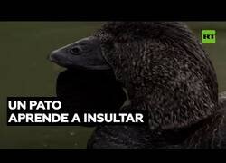 Enlace a Un pato aprende a insultar en inglés