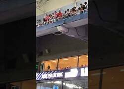 Enlace a Un gato capta la atención de miles de espectadores de un partido de rugby