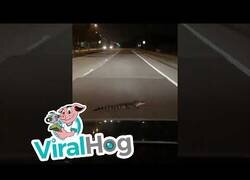 Enlace a Si te encuentras un cocodrilo en la carretera, paciencia