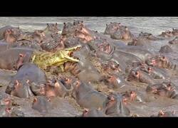 Enlace a El hipopótamo, el animal más peligroso de África