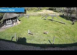 Enlace a Una cabra salva a una gallina del ataque de un halcón