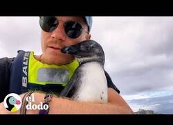 Enlace a Un pingüino salta a un kayak para pedir ayuda a rescatistas